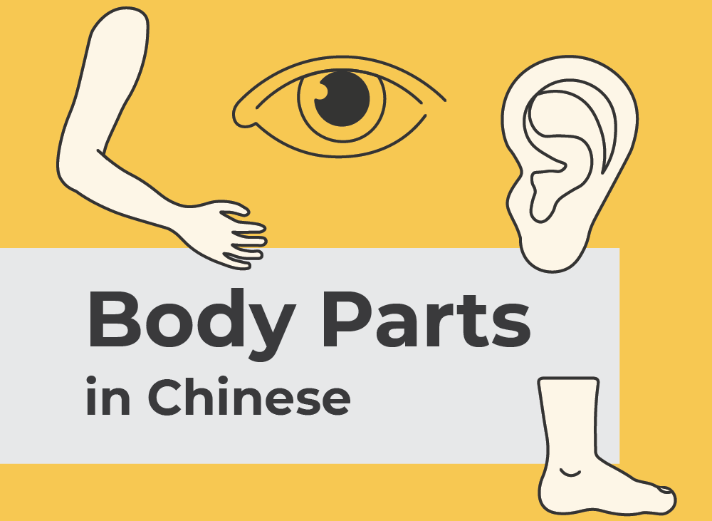 Body parts in Chinese | Learn Chinese Vocabulary with NihaoCafe Body parts in Chinese | Learn Chinese Vocabulary with NihaoCafe
