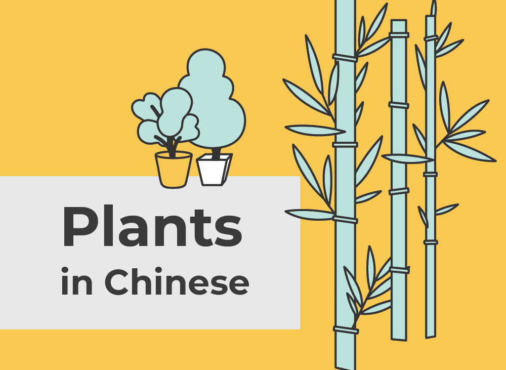 Plants in Chinese | Learn Chinese Vocabulary with NihaoCafe